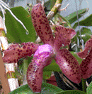 Leopoldii Masti x Leopoldii Angela Maria